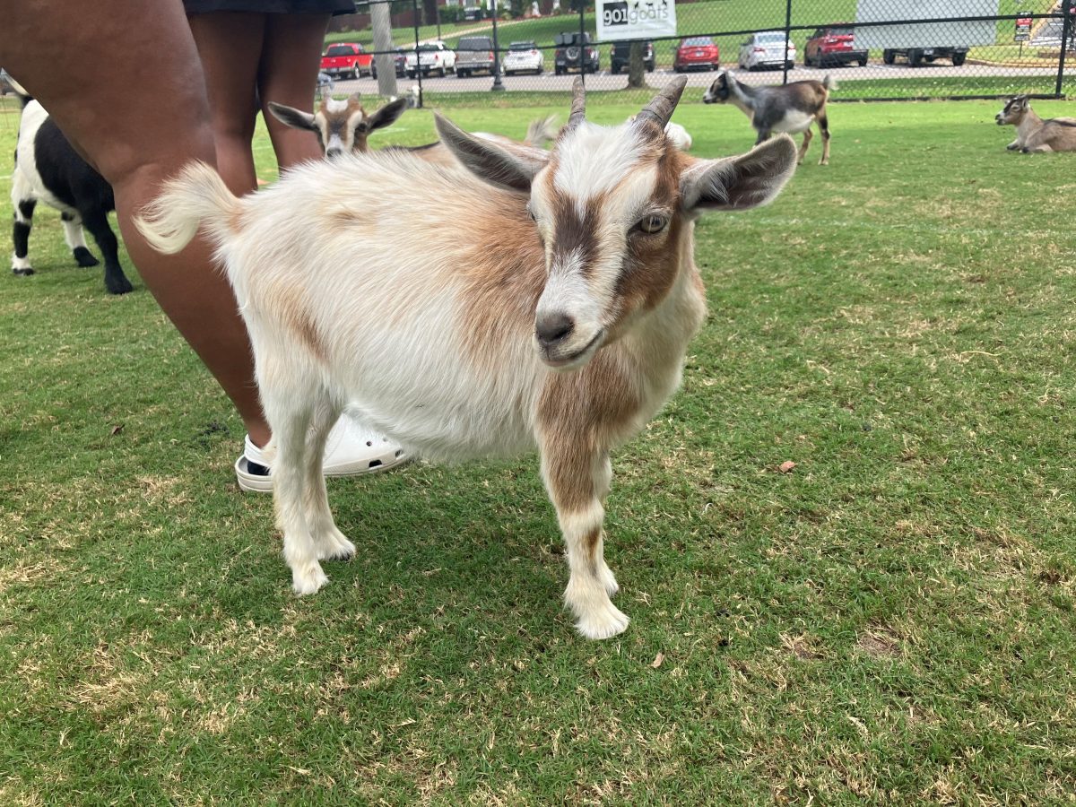 A Bleating Good Time: APSU and 901 Goats Host Goat Yoga