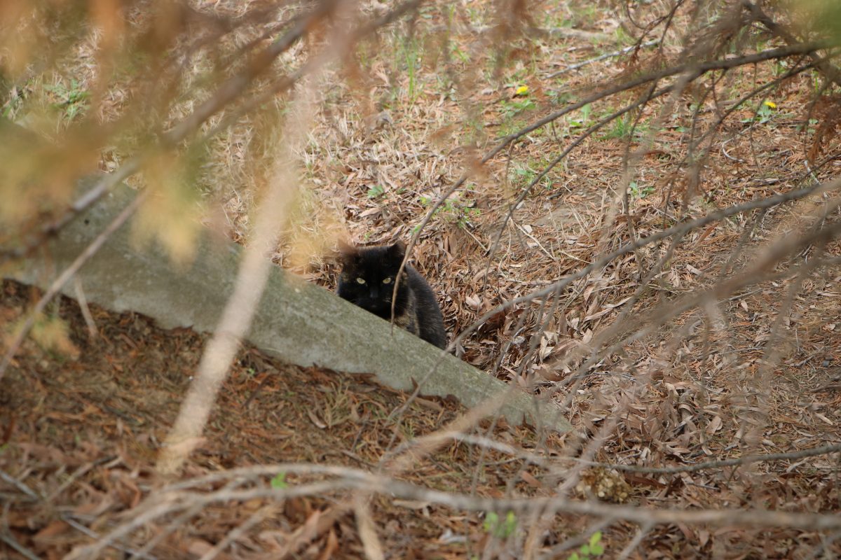 APSU Campus Cats &amp; Helping Paws