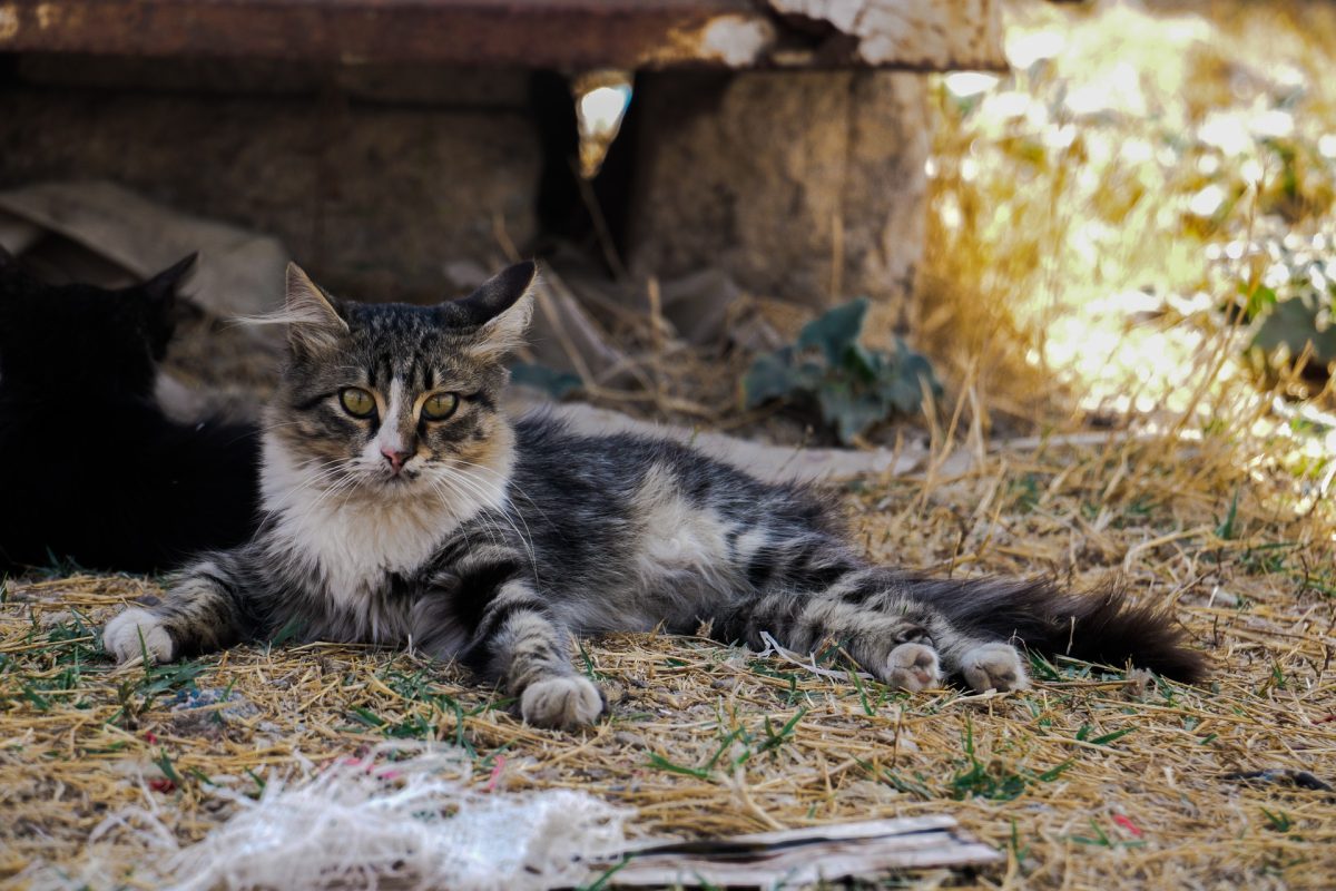 Paws to Care provides shelter, support for campus's feline residents