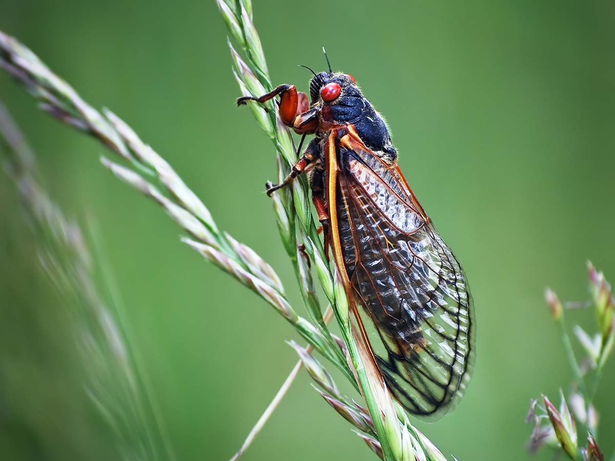 Cicada Double Trouble: Dual Emergence, Twice The Bugging