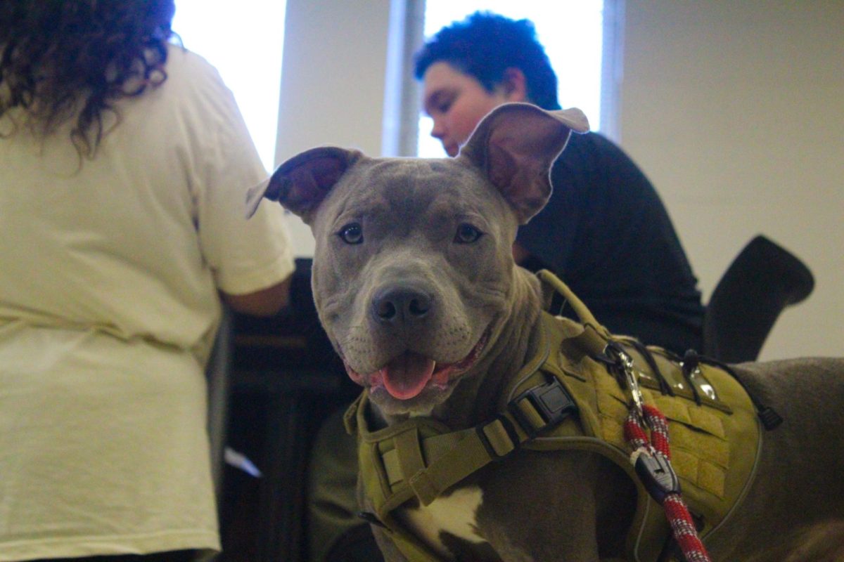 The inclusive spirit of SAGA’s Pride bracelet night extended to every attendee, including this service dog.