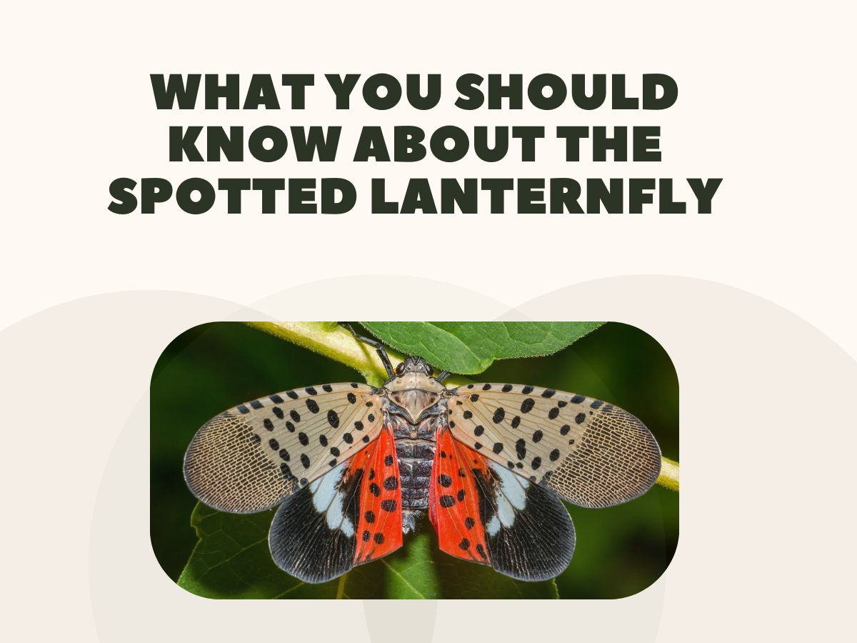 Read about the spotted lanternfly, a new invasive species that has been sighted around Tennessee.